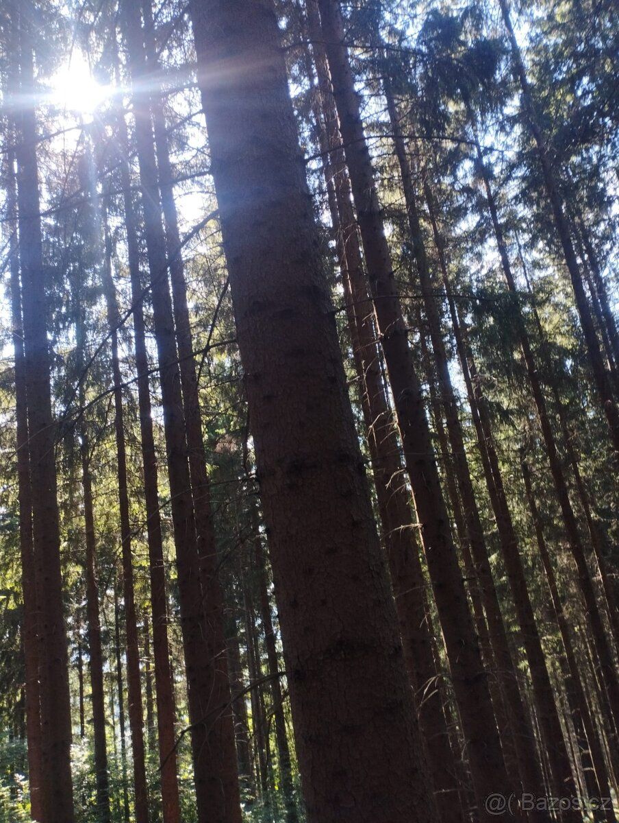 Prodám Les na Vsetíně pro více informací na tel
