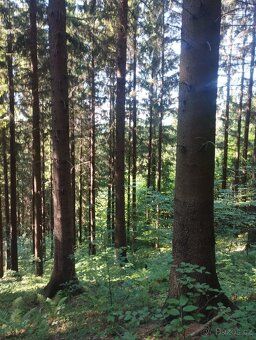 Prodám Les na Vsetíně pro více informací na tel