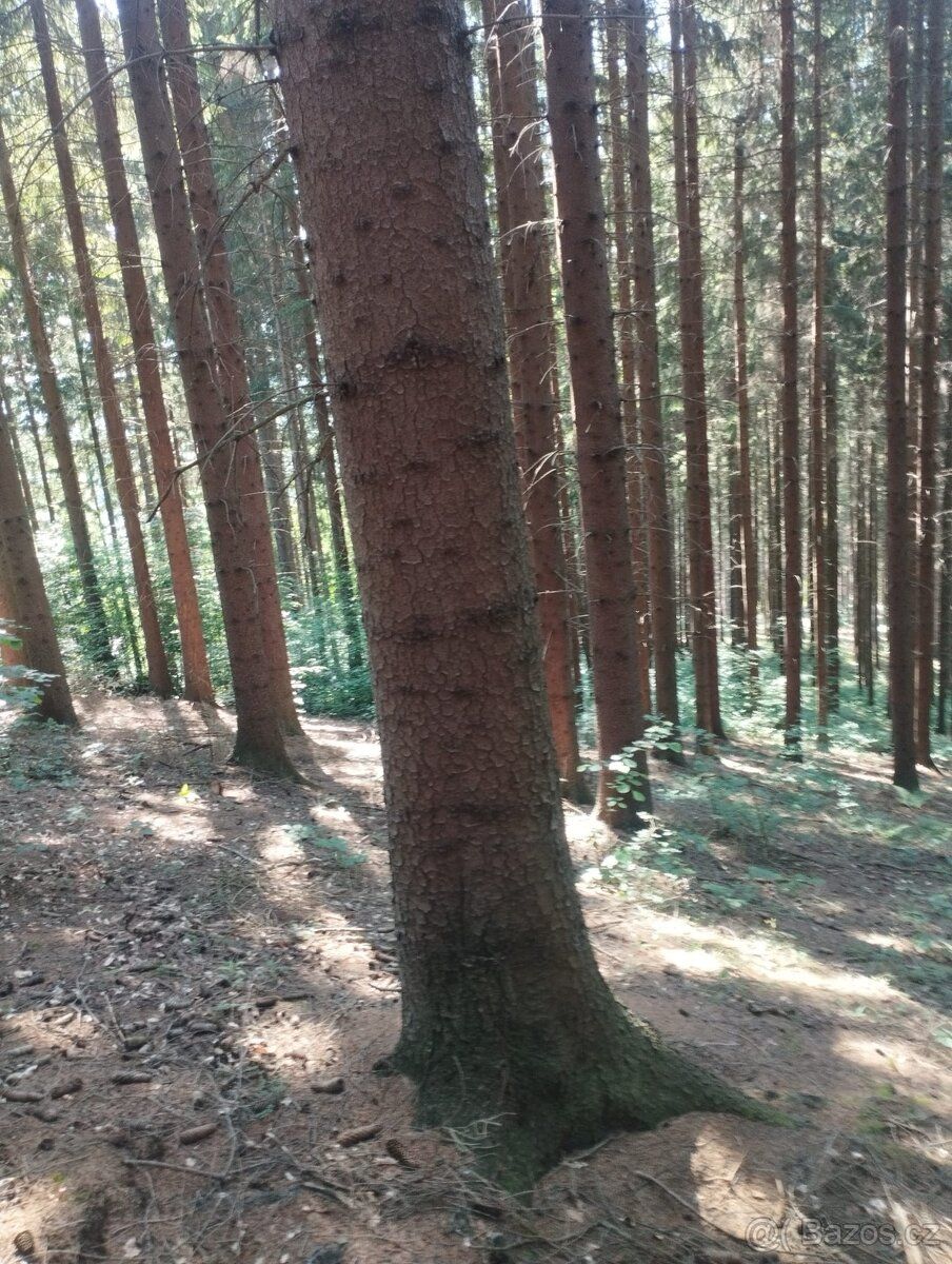 Prodám Les na Vsetíně pro více informací na tel