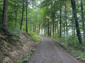 Sell forest in private ownership (I am the owner directly)