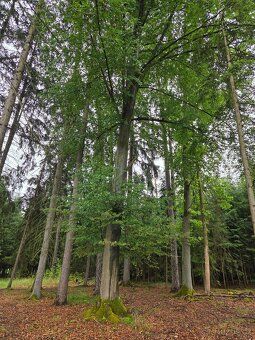 Продам змішаний ліс в приватній власності, ділянка № 1432, площа 2 678 м² біля села
