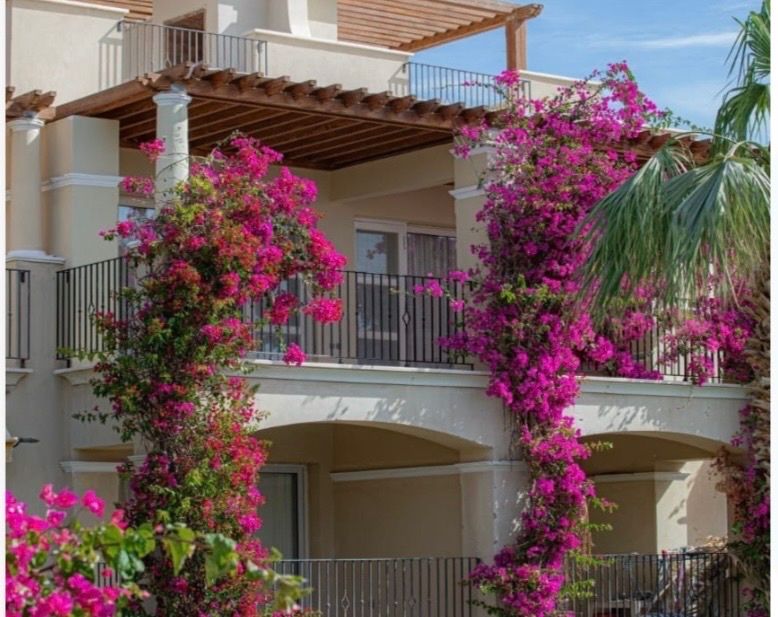 Investment Opportunity: Luxurious Studio in Veranda Resort (Sa