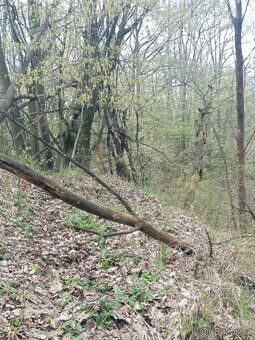 Nabízím k prodeji cca 1,46 ha na sebe navazujících pozemků v