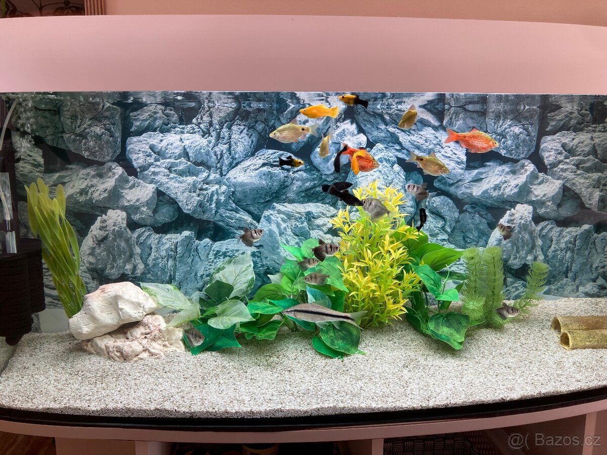 Oferuję w prezencie akwarium z rybkami. Wymiary 116x37x59