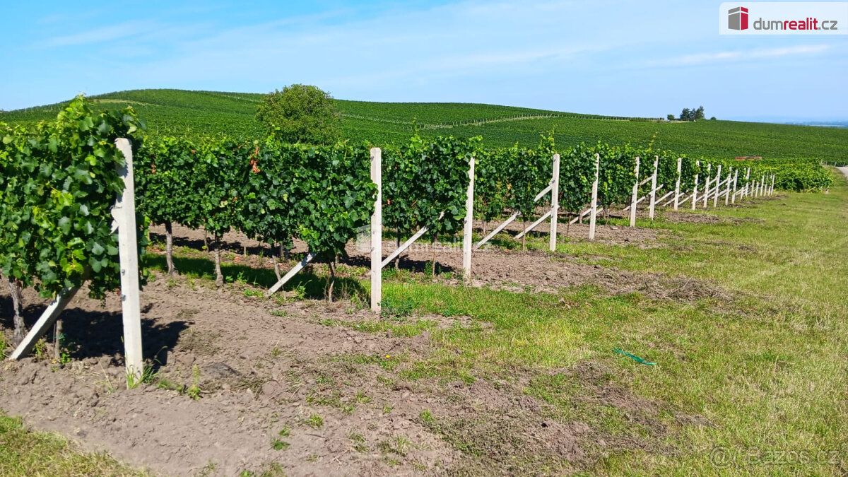 Sale of Winter Hill vineyard in Dolní Dunajovice, Real