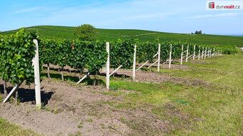 Sale of Winter Hill vineyard in Dolní Dunajovice, Real