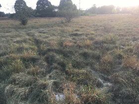 Działkę 4700 m.kw. w miejscowości Rynarzewo . W bardzo dobry