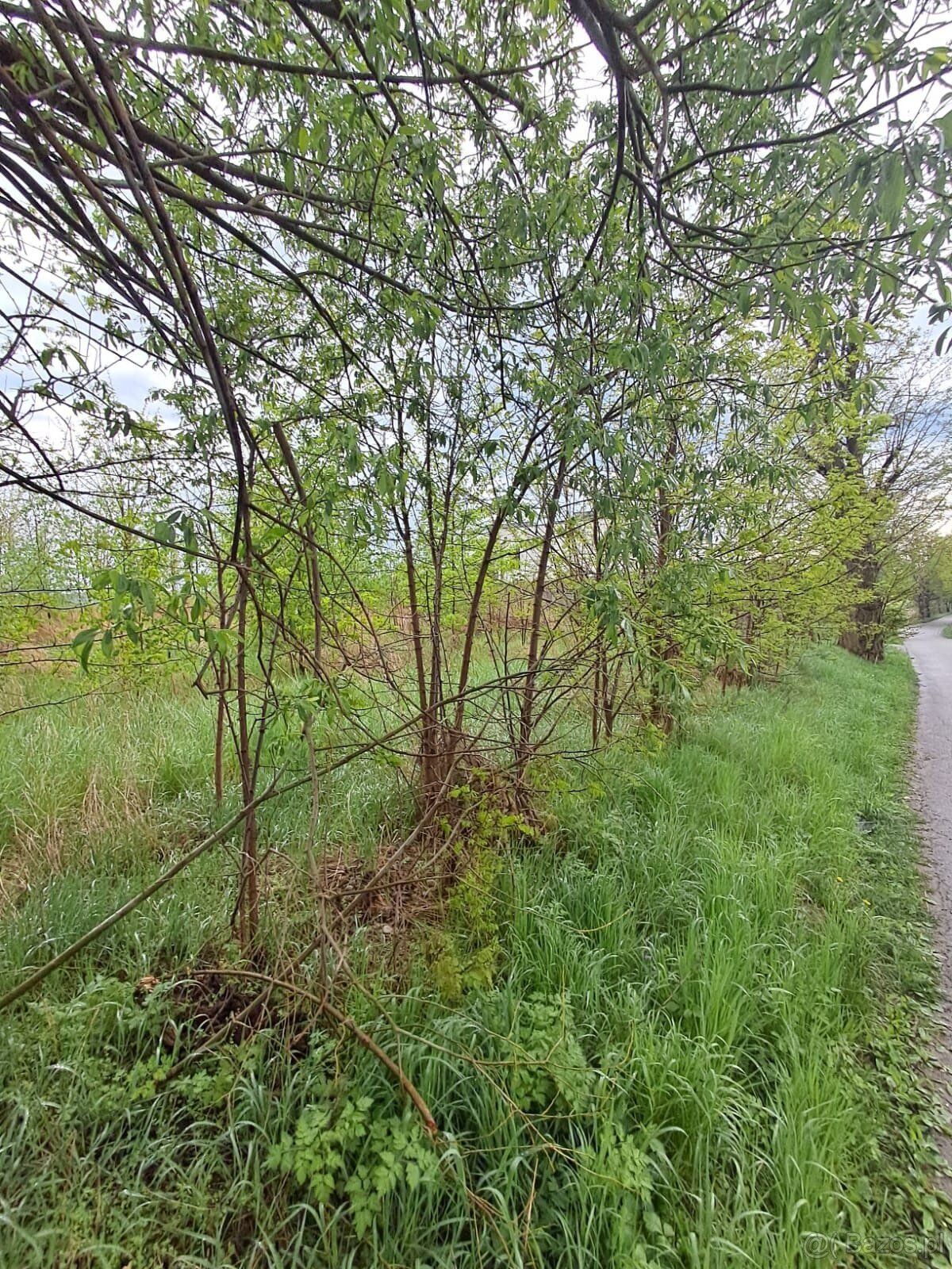 Prezentujemy na sprzedaż działkę rolną o powierzchni 1769 m²