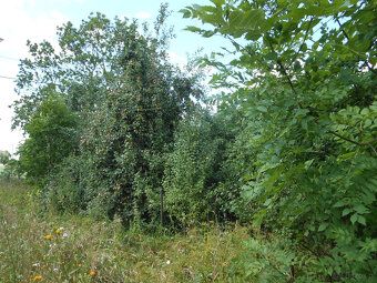 A peaceful homestead in Śmiardowo. For more information