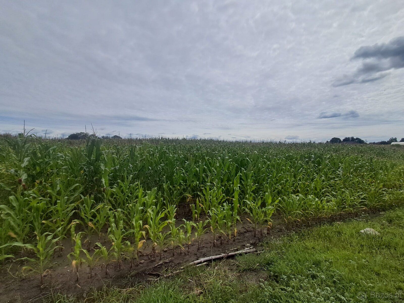 For sale an attractive agricultural-investment plot with an