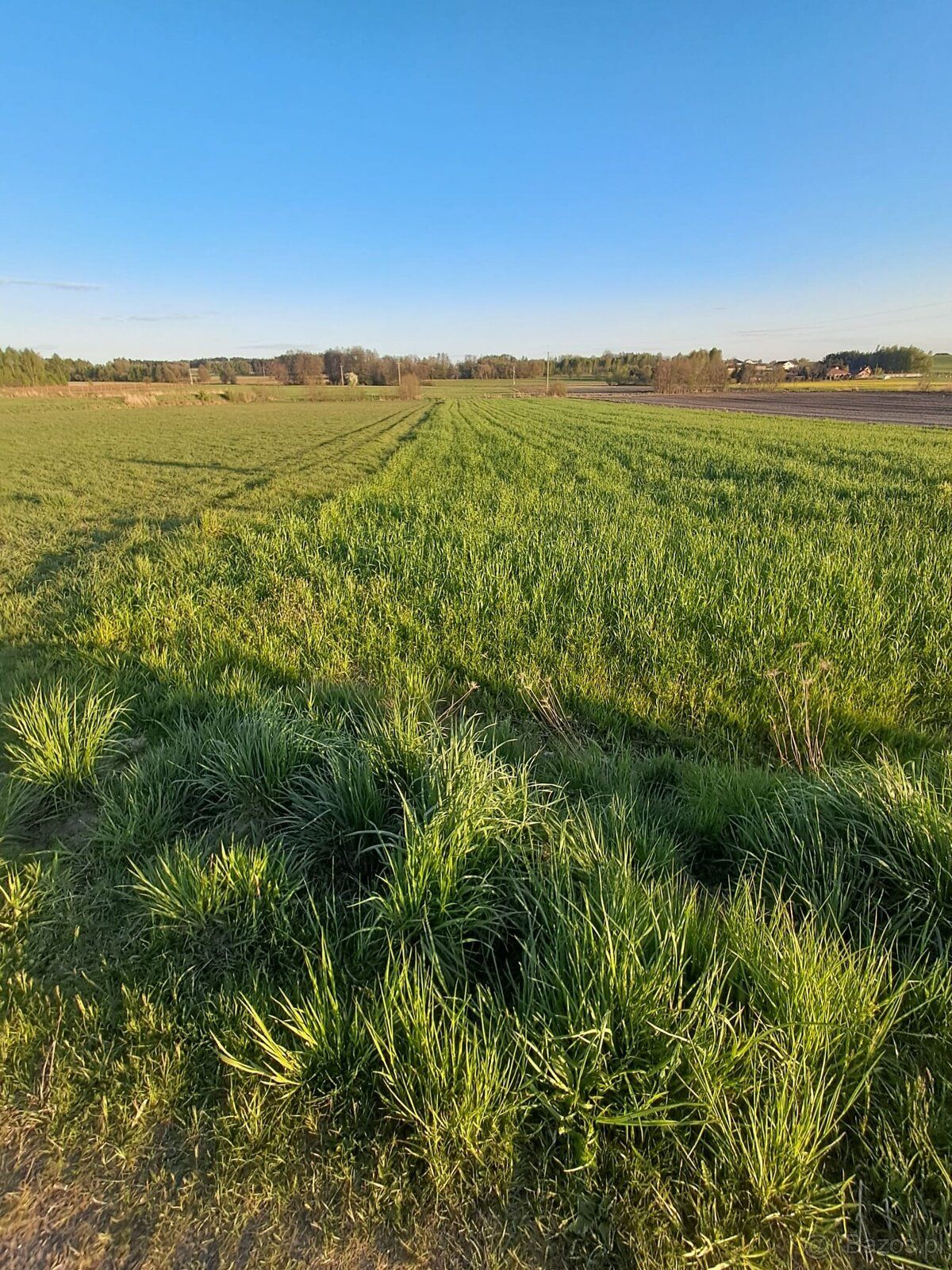 На продаж дві ділянки під будівництво розташовані в селі