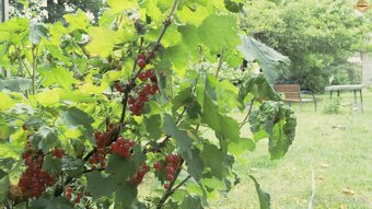 🌿Hľadáte pokojné bývanie pre rodinu mimo ruchu mesta, no stá