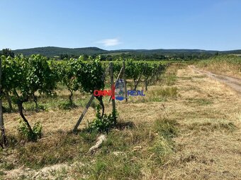 Ponúkame na predaj obrábaný vinohrad v lokalite Dubový vŕšok