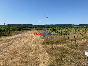 Ponúkame na predaj obrábaný vinohrad v Pezinku lokalita mlyn