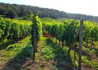 ID:2588 Ponúkame Vám na predaj pozemok – vinicu s chatou v k