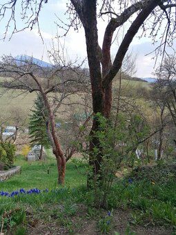 Predám záhradu na Brezovci osada Dúbrava-výmera 870m2. Možno