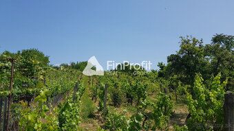 Typ: Vinice Ulica: Predné Staré Levice Obec: Levice
Ponúkame