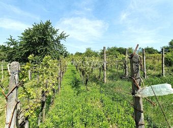 NA PREDAJ – vinohrad v srdci Strekova (Slovenské Toskánsko)
