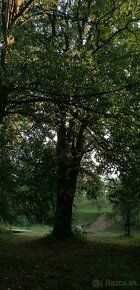 V obci Brestovec (okr. Myjava)predávame mimo hlavnej komunik