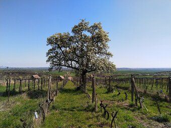 Ponúkame na predaj vinice v Čajkove v oblasti Sádovské. Vini