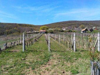 Ponúkame na predaj vinice v Čajkove v oblasti Sádovské. Vini