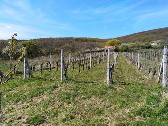 Ponúkame na predaj vinice v Čajkove v oblasti Sádovské. Vini