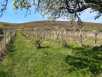 Ponúkame na predaj vinice v Čajkove v oblasti Sádovské. Vini