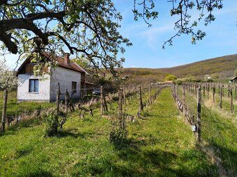 Ponúkame na predaj vinice v Čajkove v oblasti Sádovské. Vini