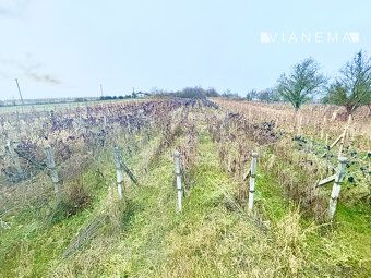 VIANEMA ponúka vinohradnícku nehnuteľnosť. Vinohrad s výborn