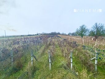 VIANEMA ponúka vinohradnícku nehnuteľnosť. Vinohrad s výborn