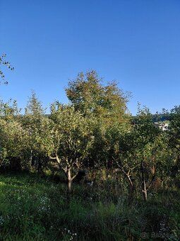 Ponúkame na predaj peknú.slnečnú záhradu cca 600m2 s chatkou