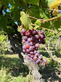 Ponúkam na predaj pozemok – vinicu s chatou v k. ú. obce Vin