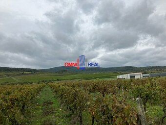 Ponúkame na predaj pozemok - vinicu v katastrálnom území Mod
