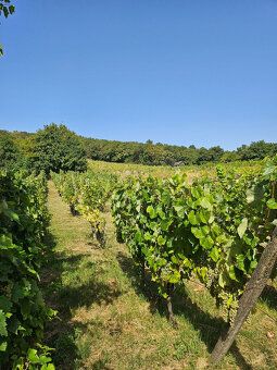 So súhlasom majiteľa ponúkam na predaj dve samostatné vinohr