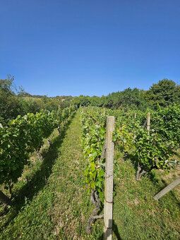 So súhlasom majiteľa ponúkam na predaj dve samostatné vinohr