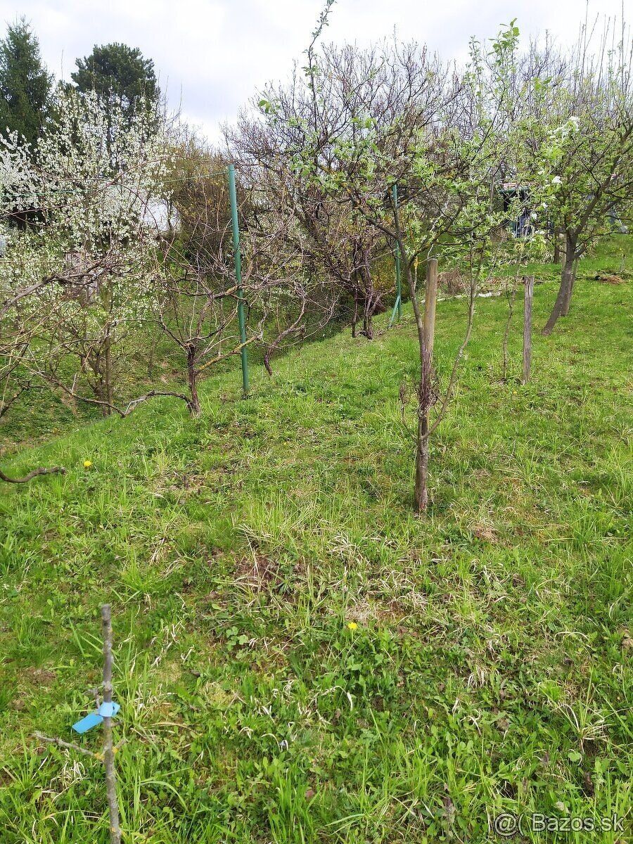 Zahrada 558m2 Ovocne stromy Hrozno Úžitková voda na hranici 