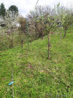 Zahrada 558m2 Ovocne stromy Hrozno Úžitková voda na hranici 