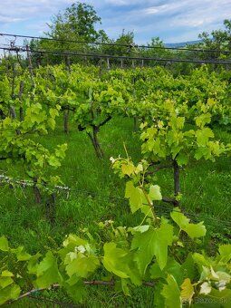 Ponúkame na predaj viničný dom s vinicou a ovocným sadom. Ne
