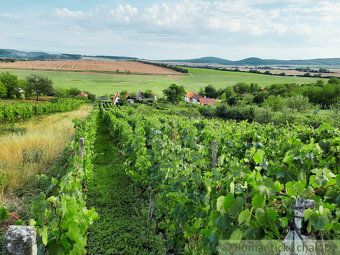 Ponúkame na predaj udržiavaný vinohrad s rôznymi odrodami vi