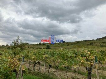 Ponúkame na predaj vinohrad v Modre lokalita Kramáre s príst