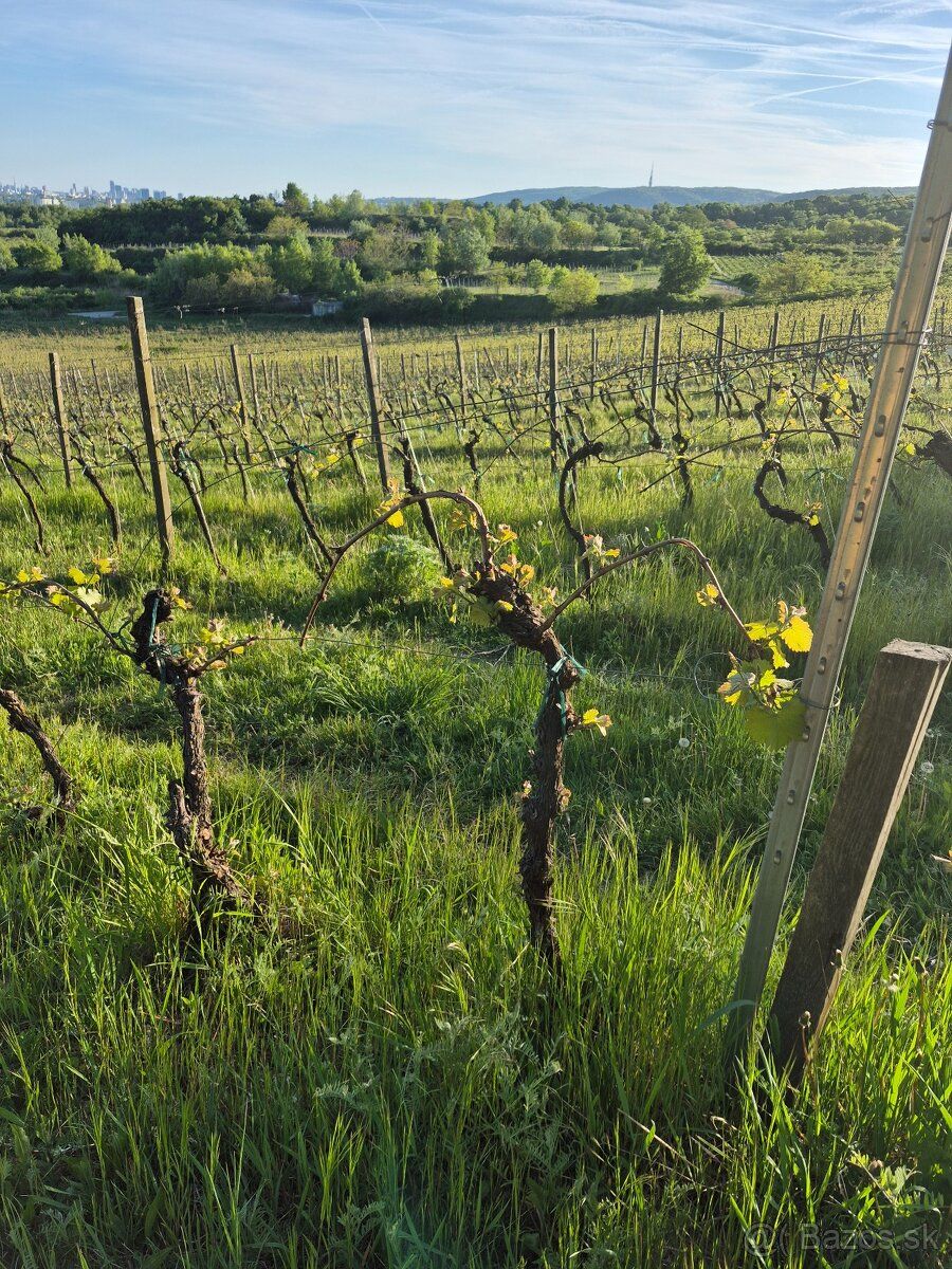 Predáme obrábanú vinicu vo Vajnorskom chotári. Výmera 1270m2