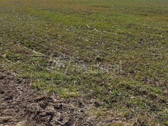 Na predaj pozemok o ploche cca 50 000m2 (5 ha) vhodný na výs