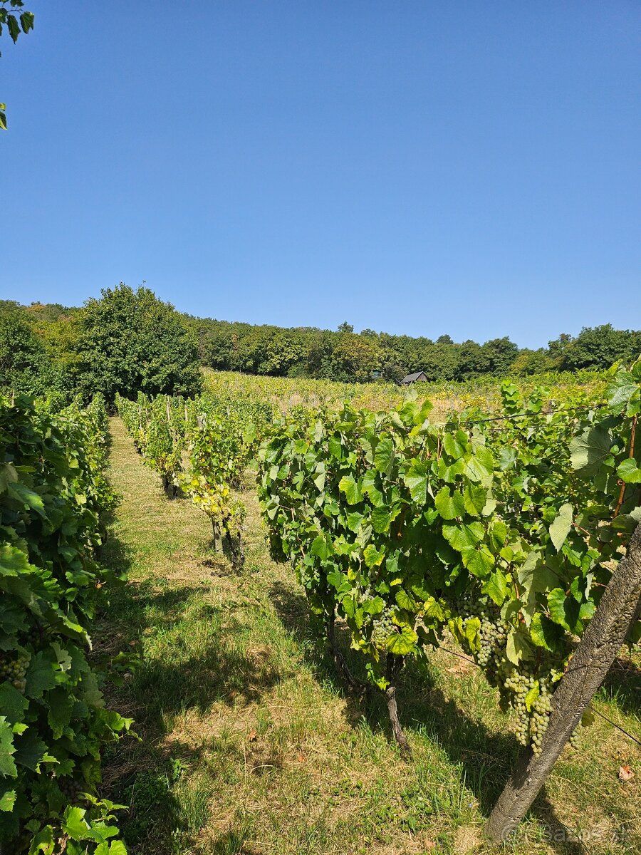 So súhlasom majiteľa ponúkam na predaj dve samostatné vinohr