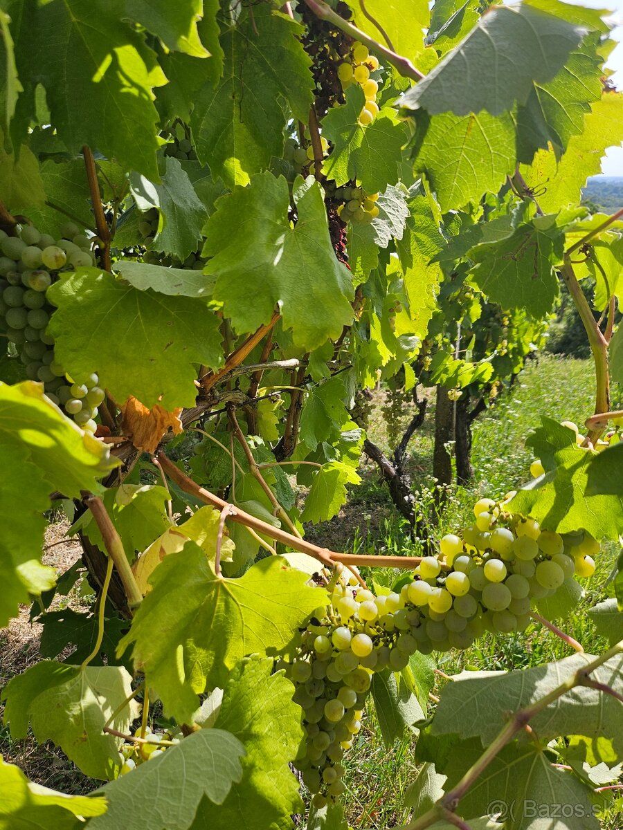 So súhlasom majiteľa ponúkam na predaj dve samostatné vinohr