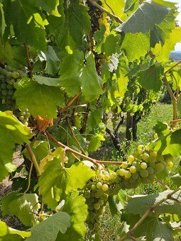 So súhlasom majiteľa ponúkam na predaj dve samostatné vinohr