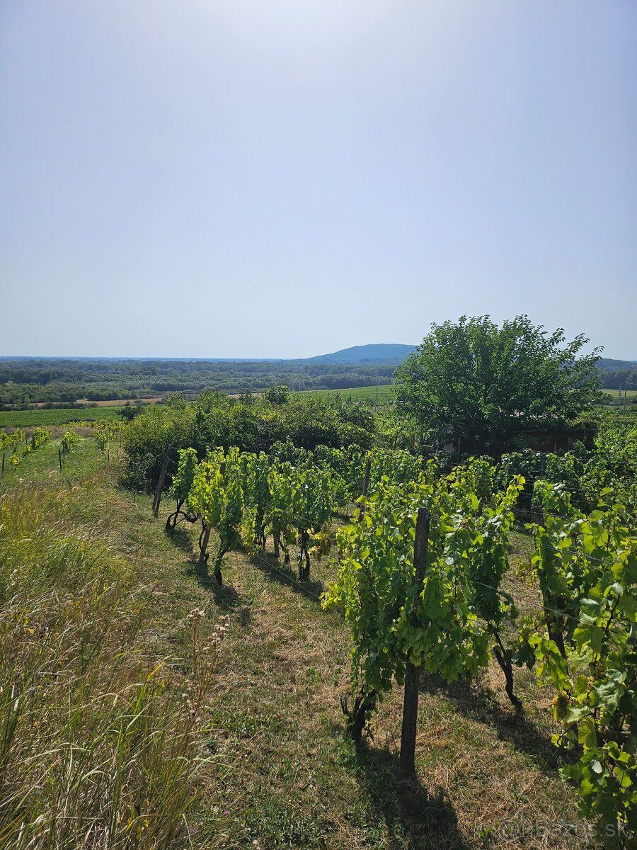 So súhlasom majiteľa ponúkam na predaj dve samostatné vinohr
