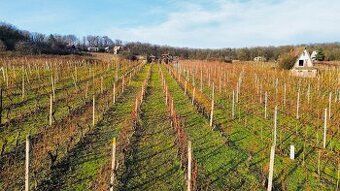 So súhlasom majiteľa ponúkam na predaj dve samostatné vinohr