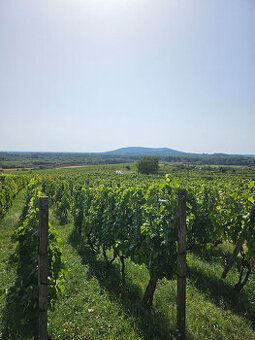 So súhlasom majiteľa ponúkam na predaj dve samostatné vinohr