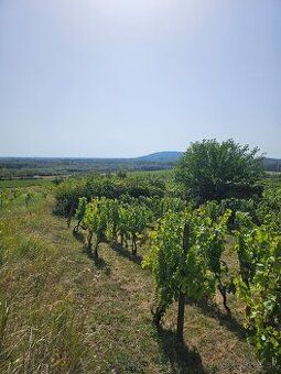 So súhlasom majiteľa ponúkam na predaj dve samostatné vinohr