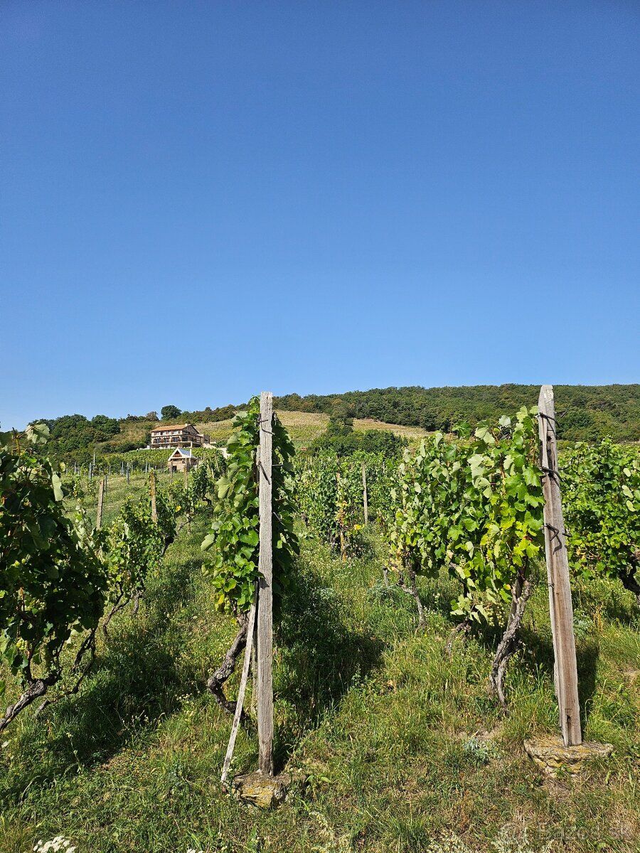 So súhlasom majiteľa ponúkam na predaj dve samostatné vinohr